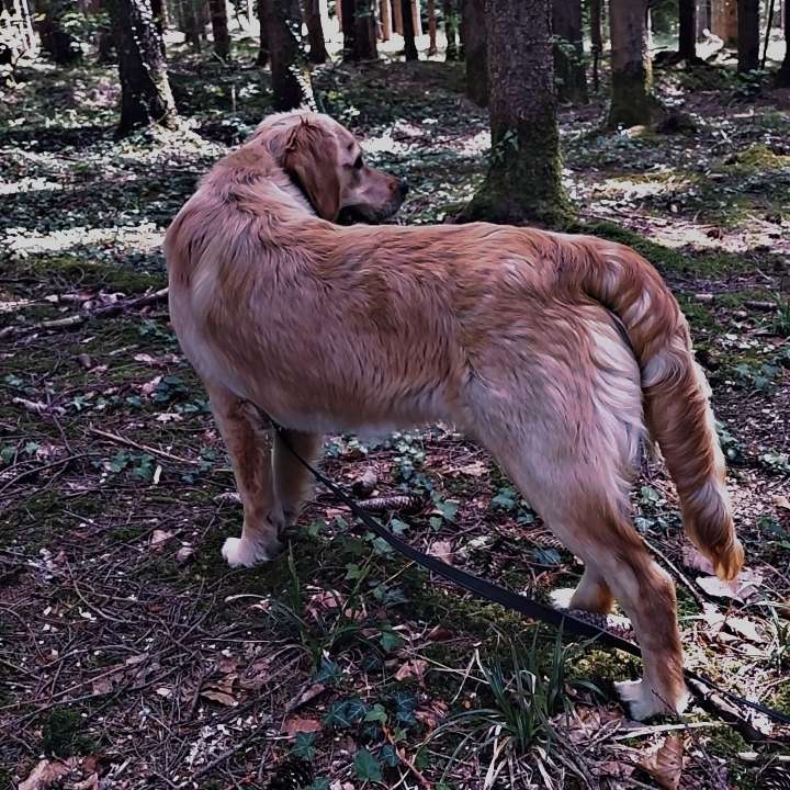 Hundetreffen-Hundefreunde zum Spielen-Profilbild