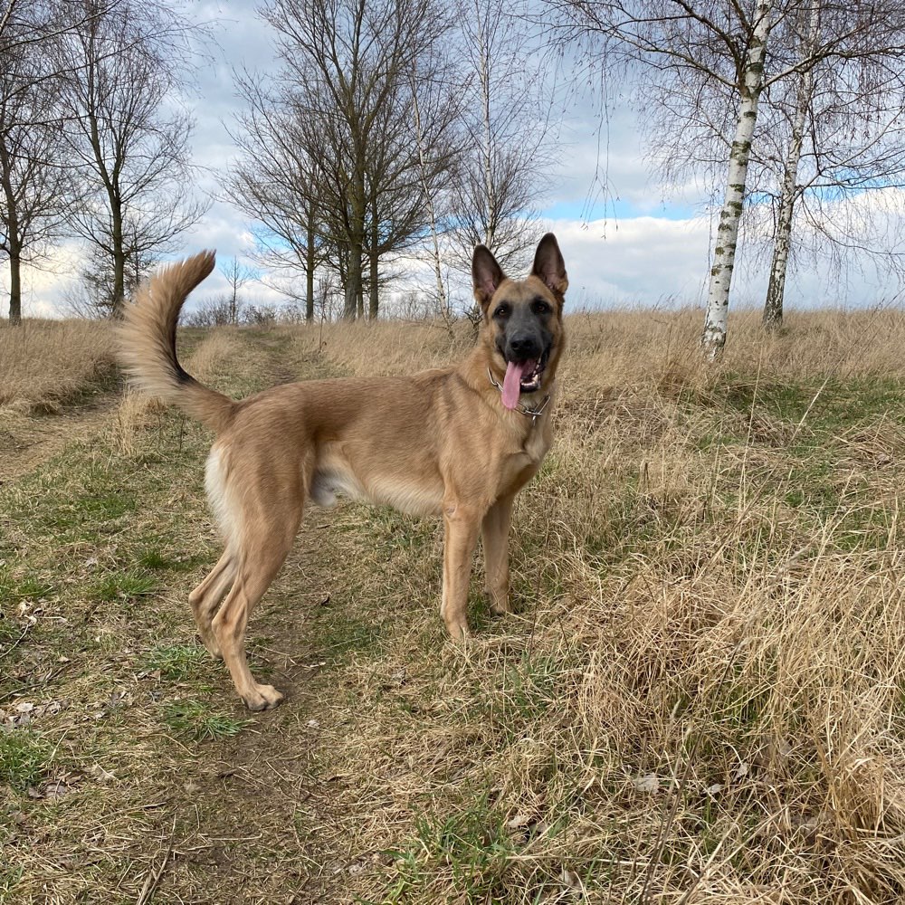 Hundetreffen-Social Walk und Spielespaß große Hunde-Profilbild