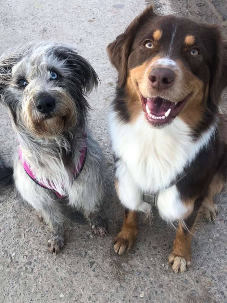 Hundetreffen-Gassi treffen-Profilbild