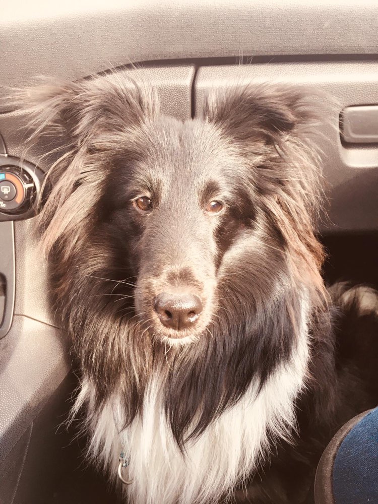 Hundetreffen-Gemeinsames Training-Profilbild