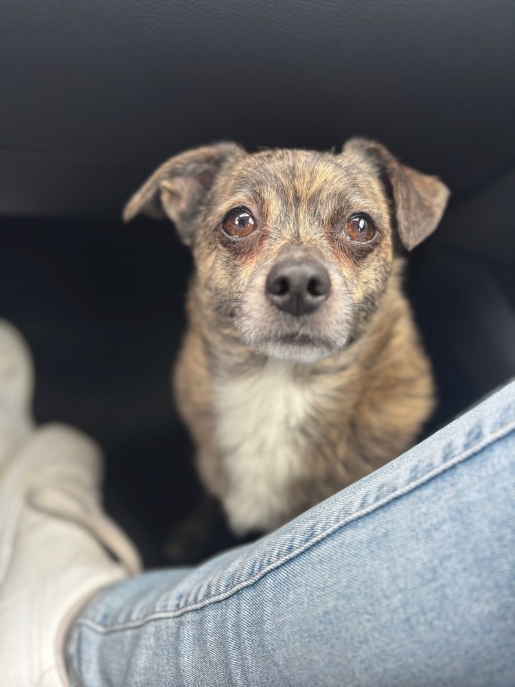 Hundetreffen-suche für meinen kleinen Flitzer Shawn ein Spielgefährden und gemeinsame Gassirunden-Profilbild