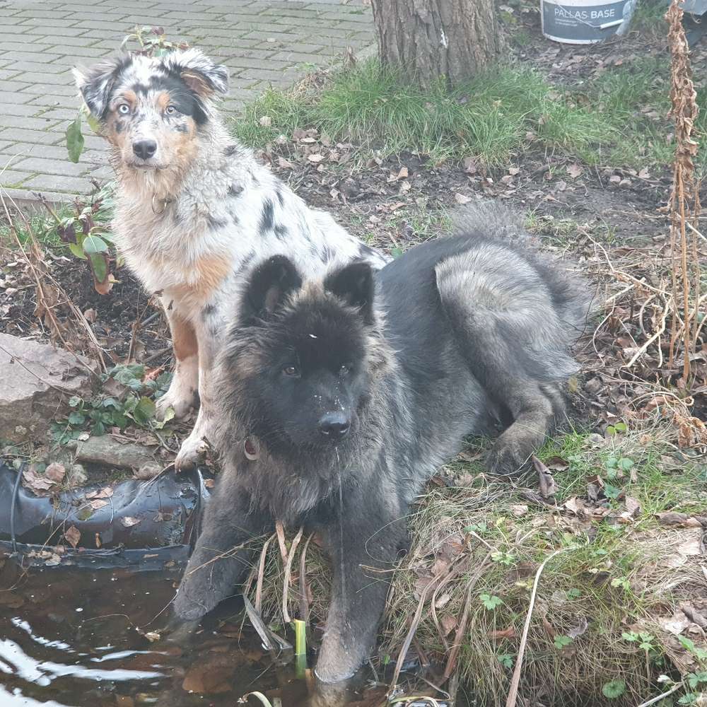 Hundetreffen-Hundekennlernrunde für pubertierenden Rüden und Hündin-Profilbild