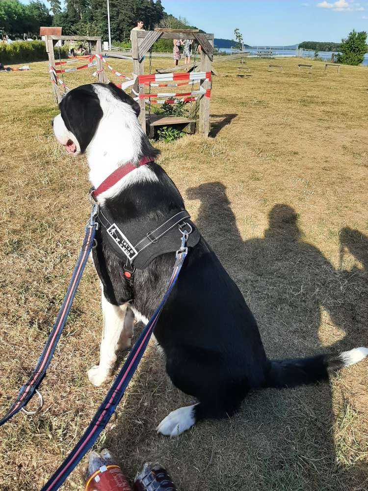 Hundetreffen-Gassifreunde und Hundetrainig gesucht-Profilbild