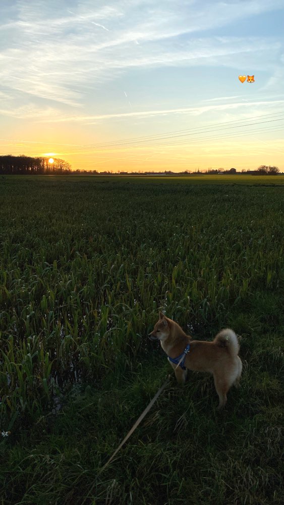 Hundetreffen-Spiel- und Gassitreff-Profilbild