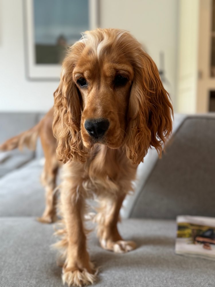 Hundetreffen-Spielrunde Rösrath-Profilbild