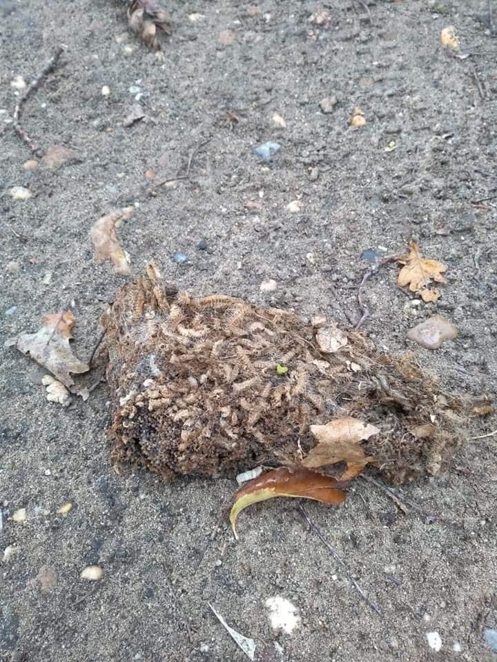 Giftköder-Vorsicht Eichenprozessionspinner Neste-Profilbild