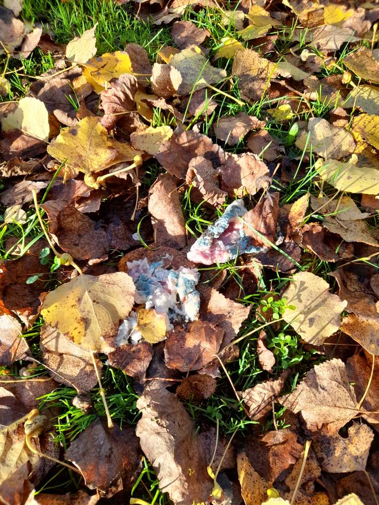 Giftköder-Wahrscheinlich Giftköder-Profilbild