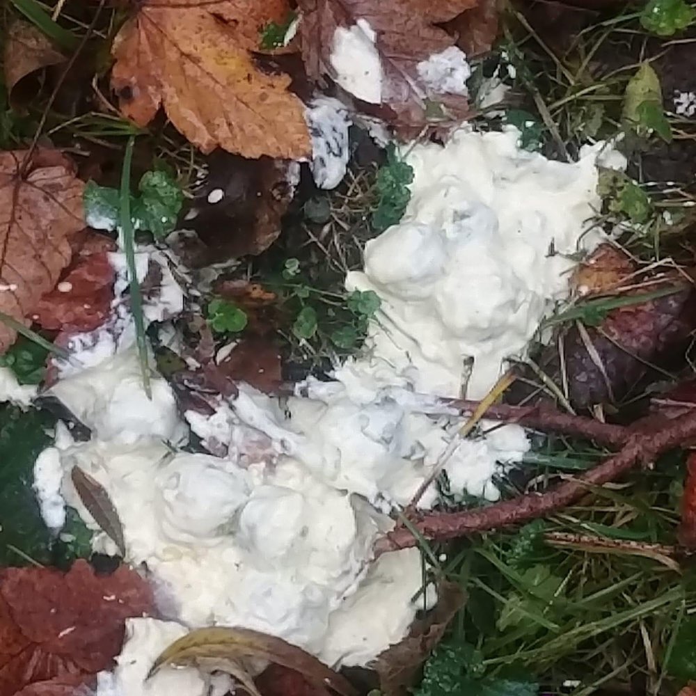 Giftköder-Weiße Paste / Pulver auf Hundewiese-Profilbild
