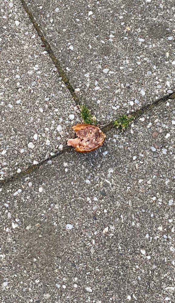 Giftköder-Fleischstücke-Profilbild