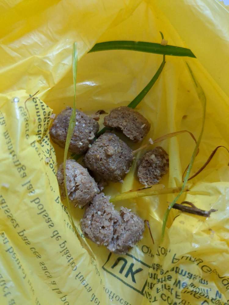 Giftköder-Mögliche Giftköder-Profilbild