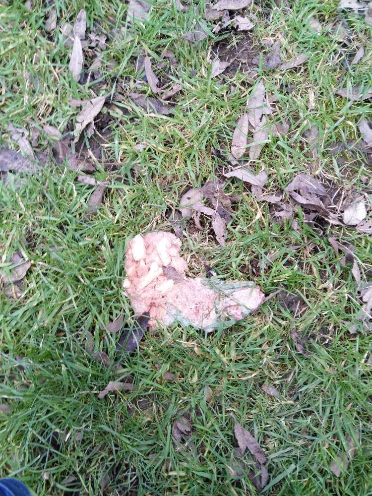 Giftköder-evtl. Giftköder Zeche Schlägel u. Eisen-Profilbild