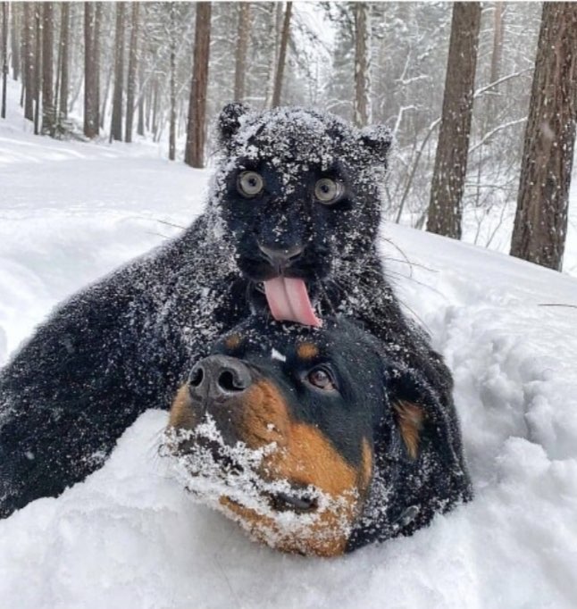 Hundetreffen-Treffen für Training.-Profilbild