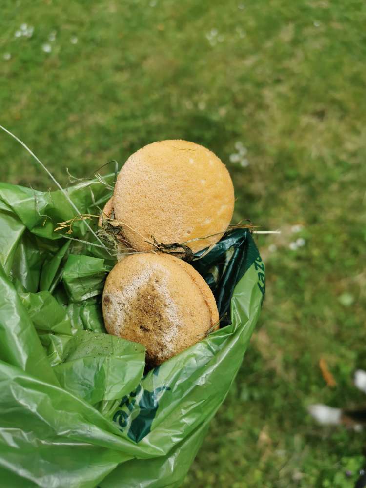 Giftköder-Kekspaare im Gras-Profilbild