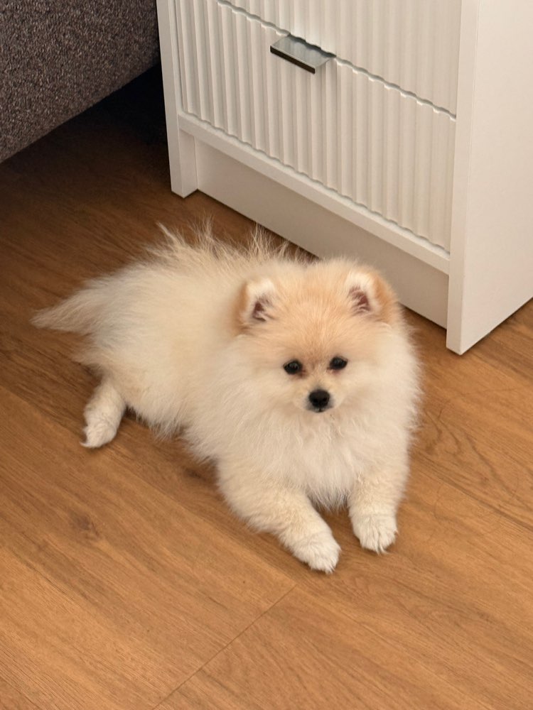 Hundetreffen-🐾 Hundefreund/in gesucht 🐶💗-Profilbild