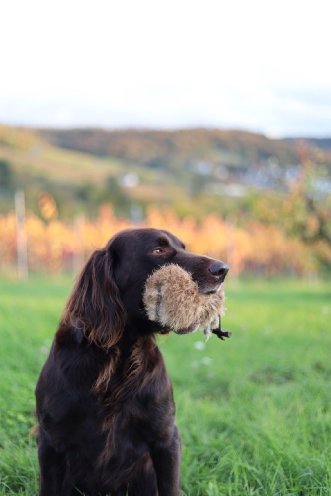 Hundetreffen-Dummy- und Spielfreunde gesucht-Profilbild