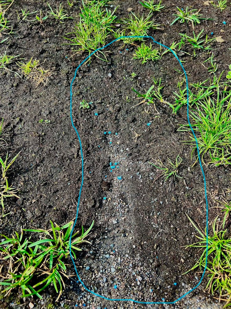 Giftköder-Blaue Körner-Profilbild