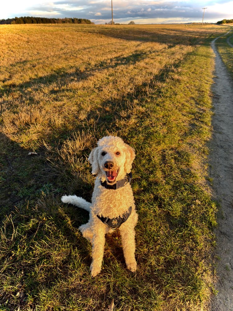 Hundetreffen-Gassifreunde und Trainingspartner gesucht 🐾-Profilbild