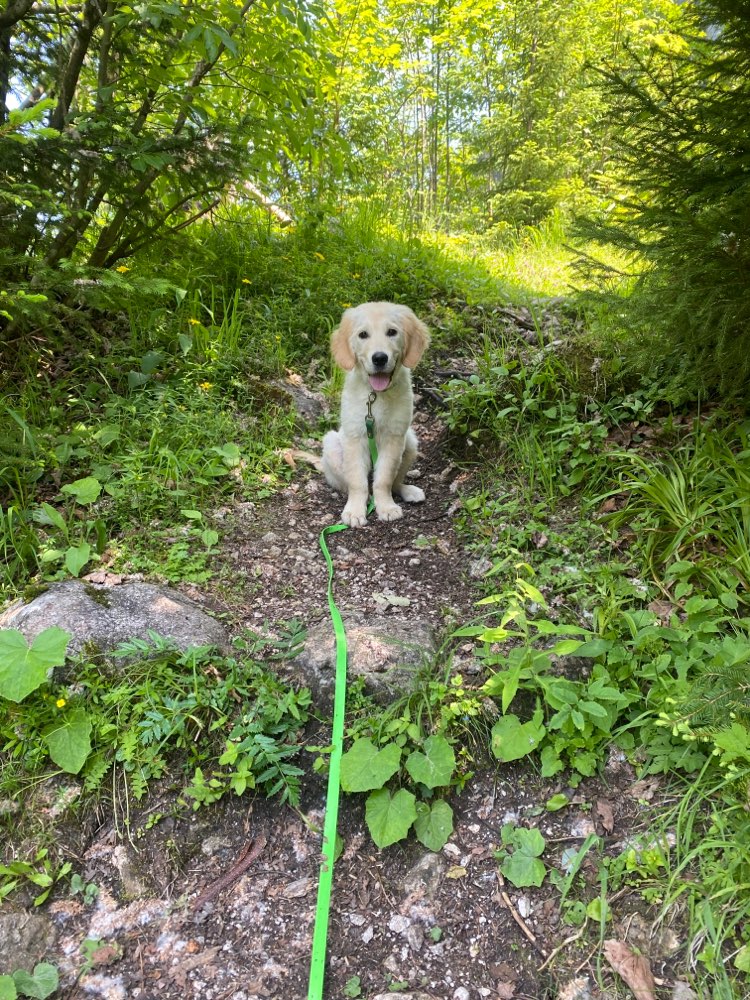 Hundetreffen-Welpentreffen Seeboden-Profilbild