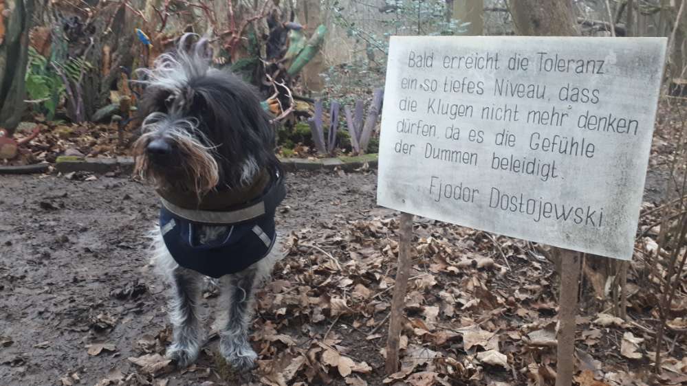 Hundetreffen-🌲🌞Deister-Spaziergänge (max.2 std.)🌨🌳-Profilbild