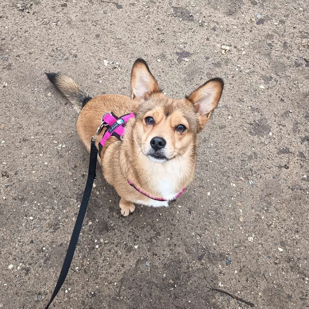 Hundetreffen-Hundekontakte-Profilbild