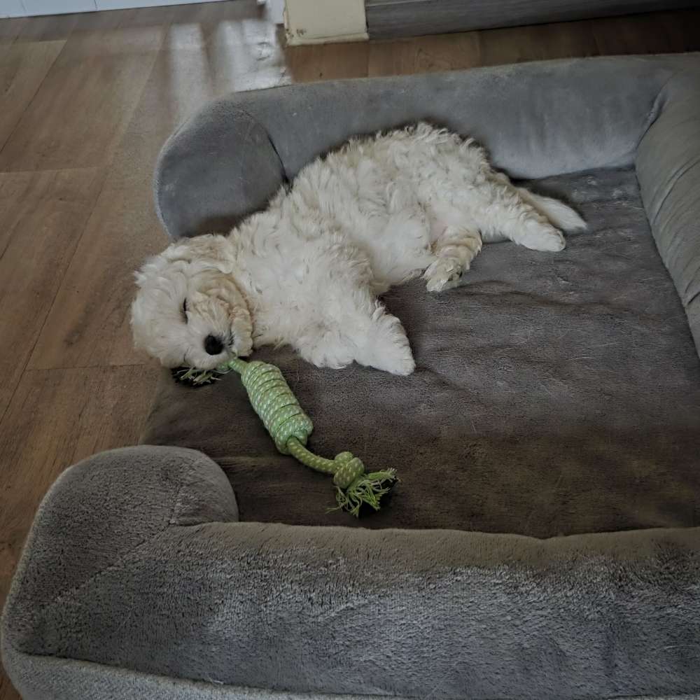 Hundetreffen-Welpen treffen-Profilbild