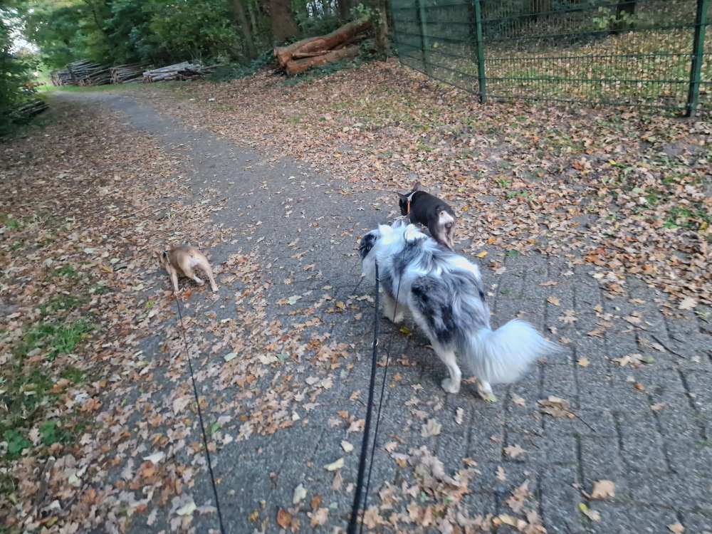 Hundetreffen-Spiel treffen-Profilbild