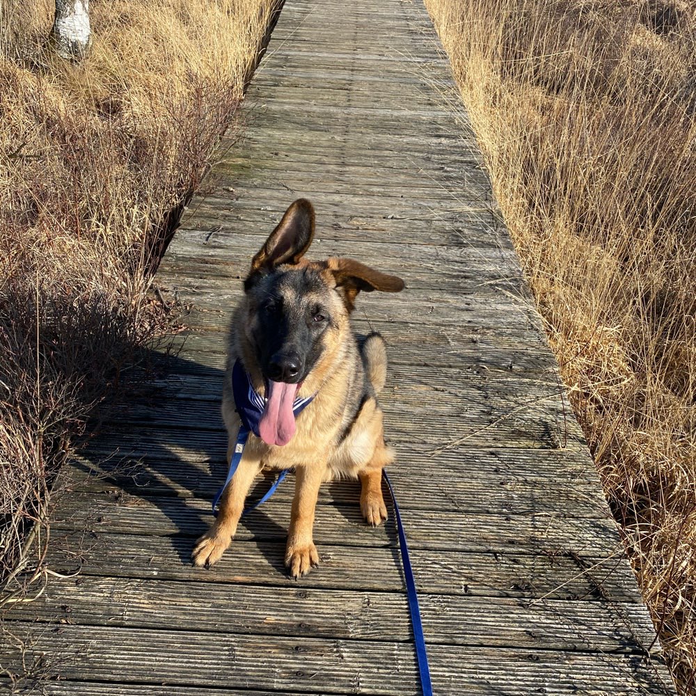 Hundetreffen-Spielrunde ☺️-Profilbild
