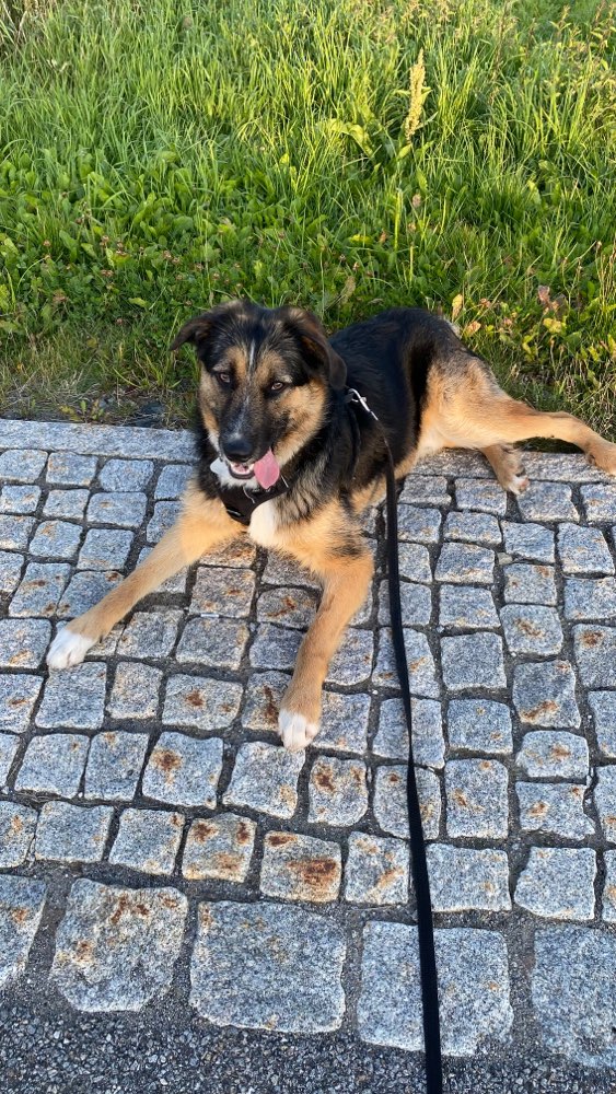 Hundetreffen-Justus sucht Freunde zum Spielen-Profilbild