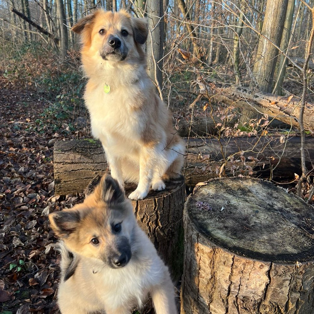 Hundetreffen-Jonte und Mogli suchen neue Hundekumpels-Profilbild
