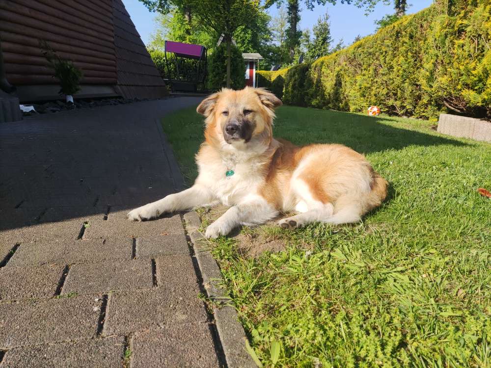 Hundetreffen-Jonte sucht neue Hundekumpels-Profilbild