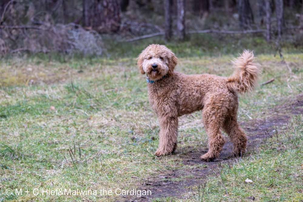 Hundetreffen-Spiel-/Gassifreunde gesucht-Profilbild