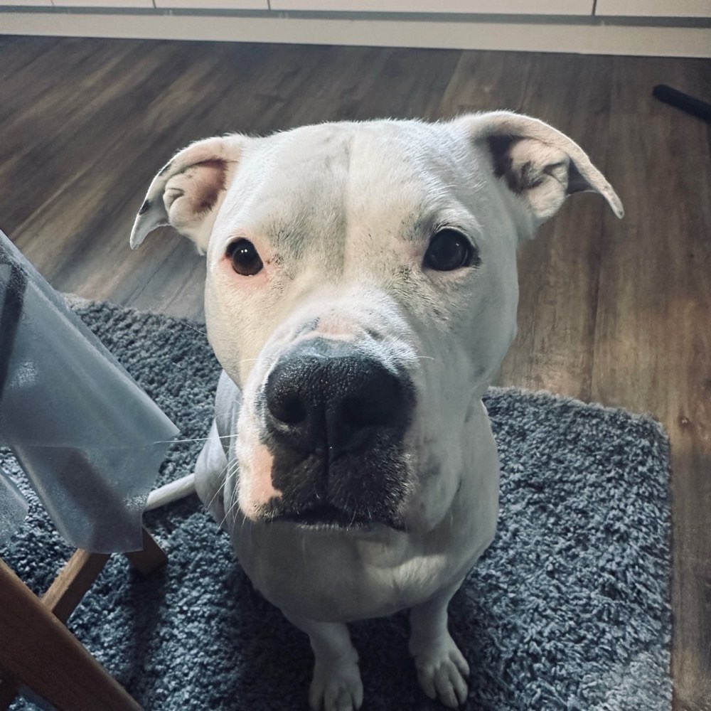 Hundetreffen-Gassirunde-Profilbild