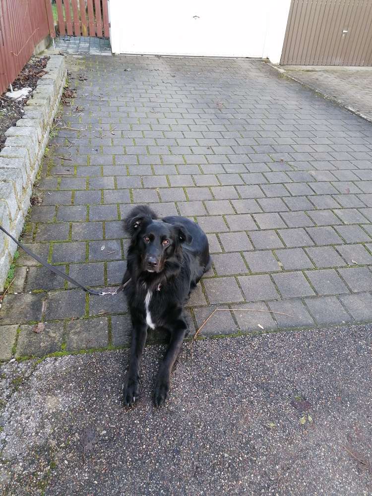 Hundetreffen-Spielpartner gesucht-Profilbild