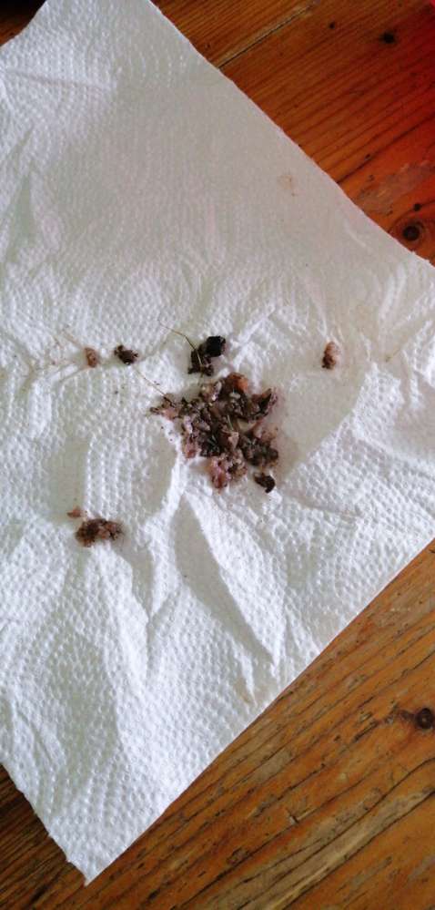 Giftköder-Wahrscheinlicher Giftköder-Profilbild