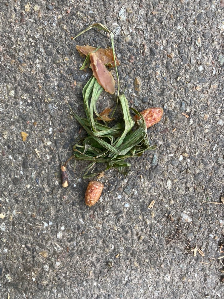 Giftköder-Womöglich Giftköder!!-Profilbild