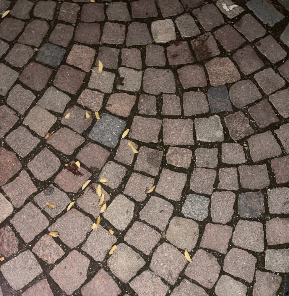 Giftköder-Ausgelegte Pommes ..-Profilbild