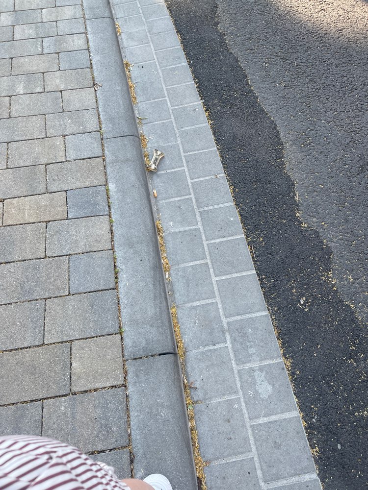 Giftköder-Eventuelle Giftköder!!-Profilbild