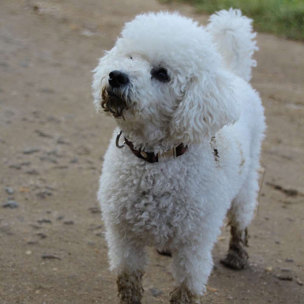 Hundetreffen-Kleinhunde 🐩🐕-Profilbild
