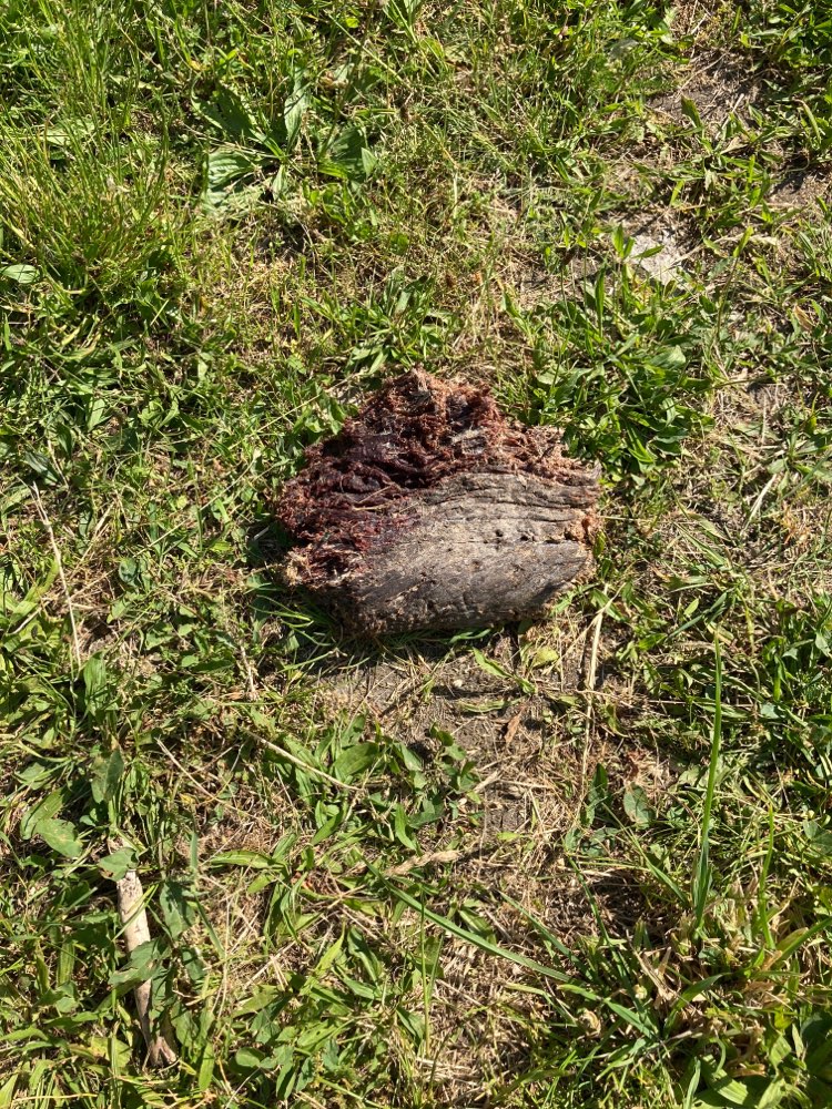 Giftköder-Fleischbrocken !?-Profilbild