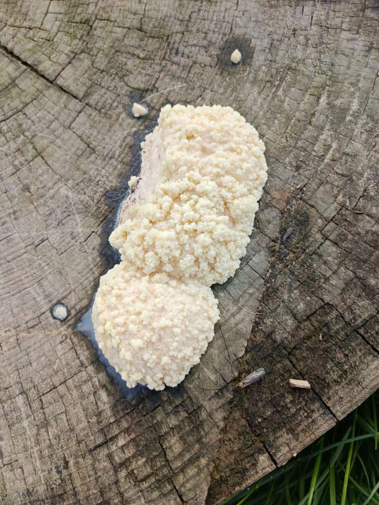 Giftköder-undefinierbare Substanz, (Giftköder)-Profilbild