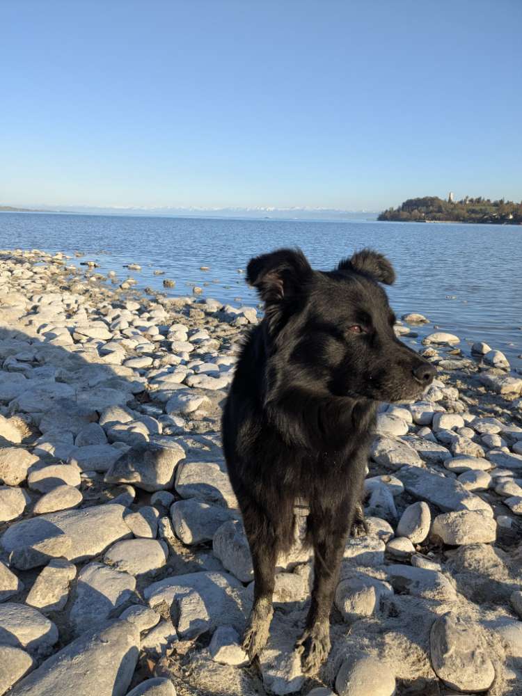 Hundetreffen-Suche andere Hunde für Spieltreffen und lange Spaziergänge-Profilbild