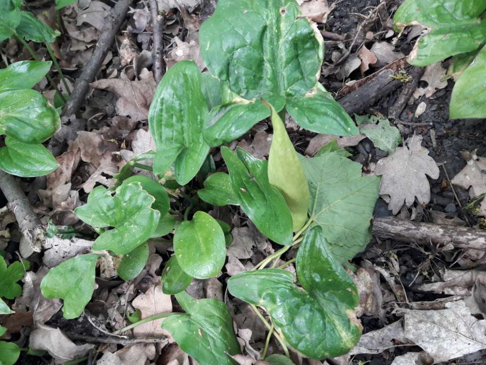 Giftköder-Giftige pflanzen gefleckter aronstab-Profilbild