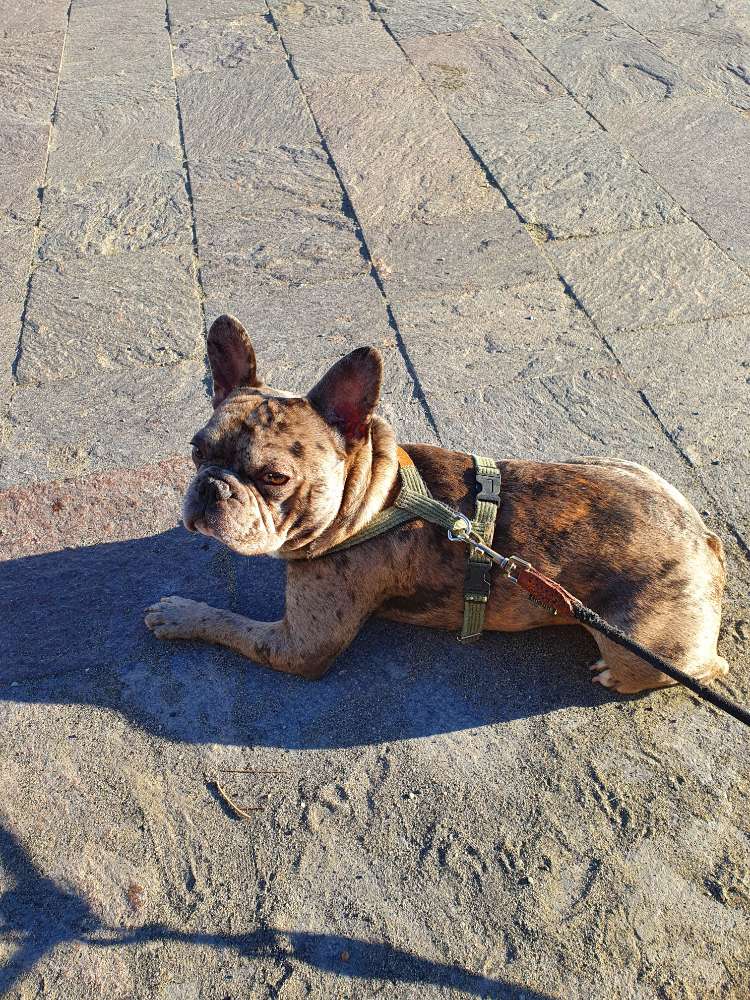 Hundetreffen-Gassirunde und Spieltreffs-Profilbild