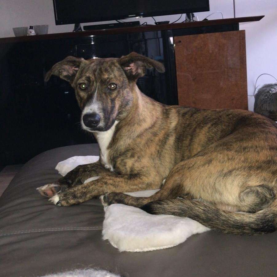 Hundetreffen-Junghunde spielen Gonsenheimer Wald Ober-Olmer Wald-Profilbild