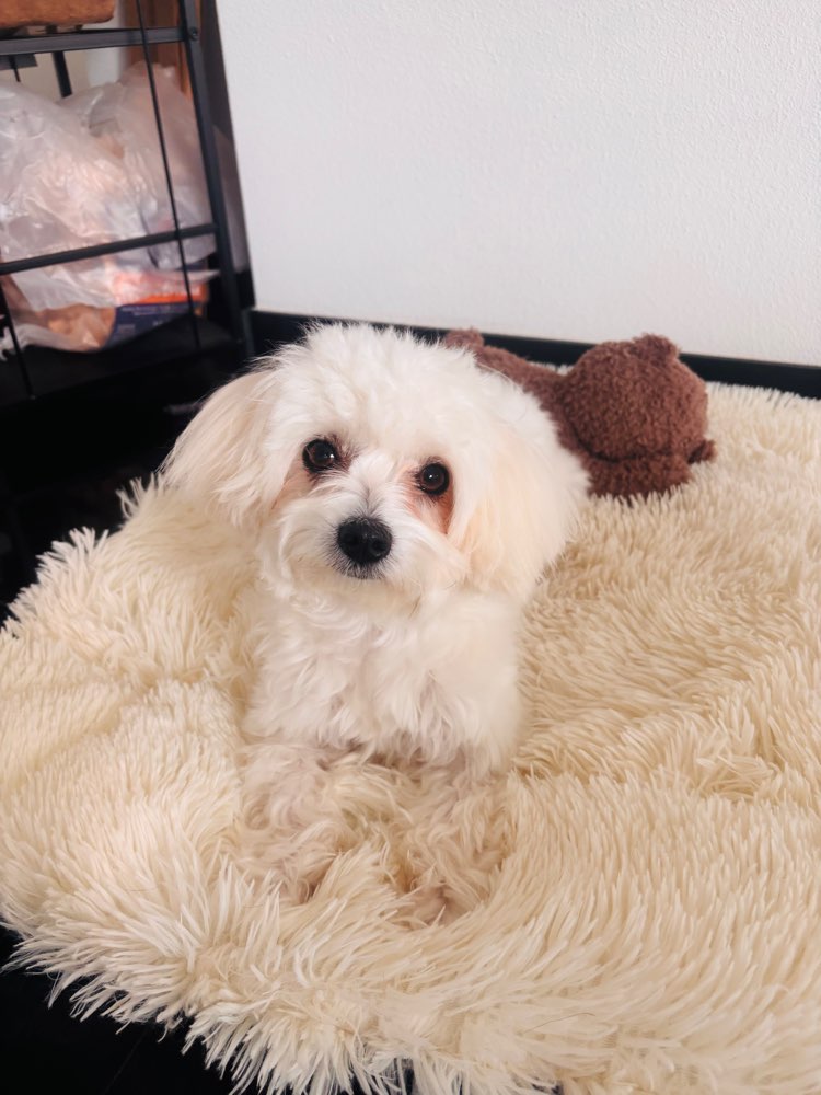 Hundetreffen-Welpentreffen Tettnang Umgebung-Profilbild