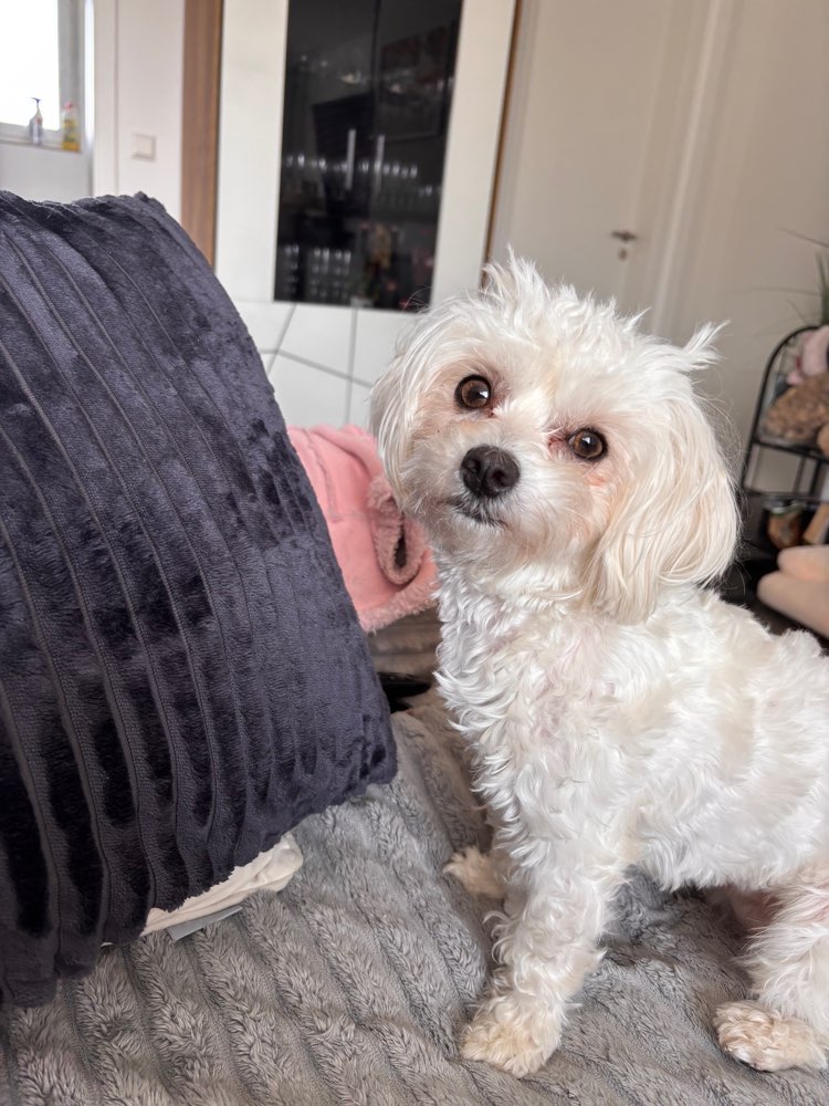 Hundetreffen-Kleine Hunde in Tettnang und Umgebung gesucht-Profilbild