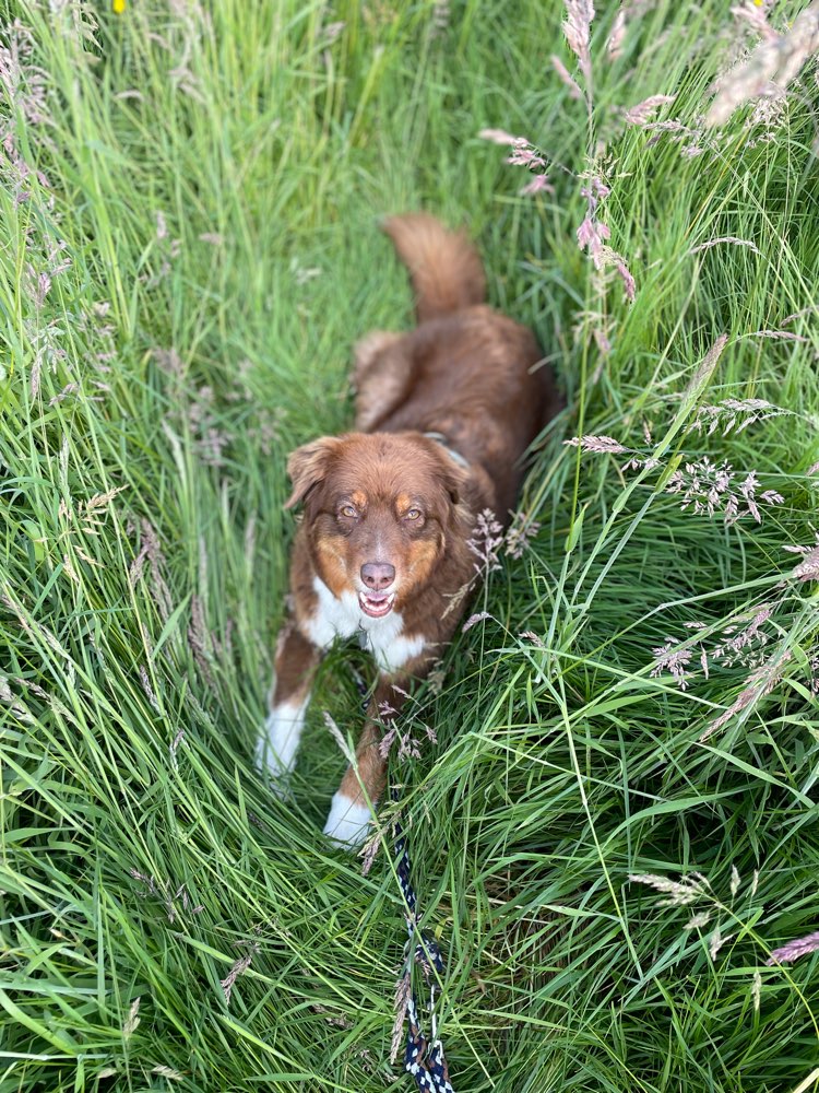 Hundetreffen-Übungs-Spaziergang-Profilbild