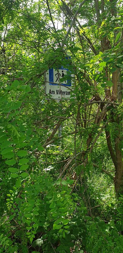 Giftköder-Giftköder ?-Profilbild