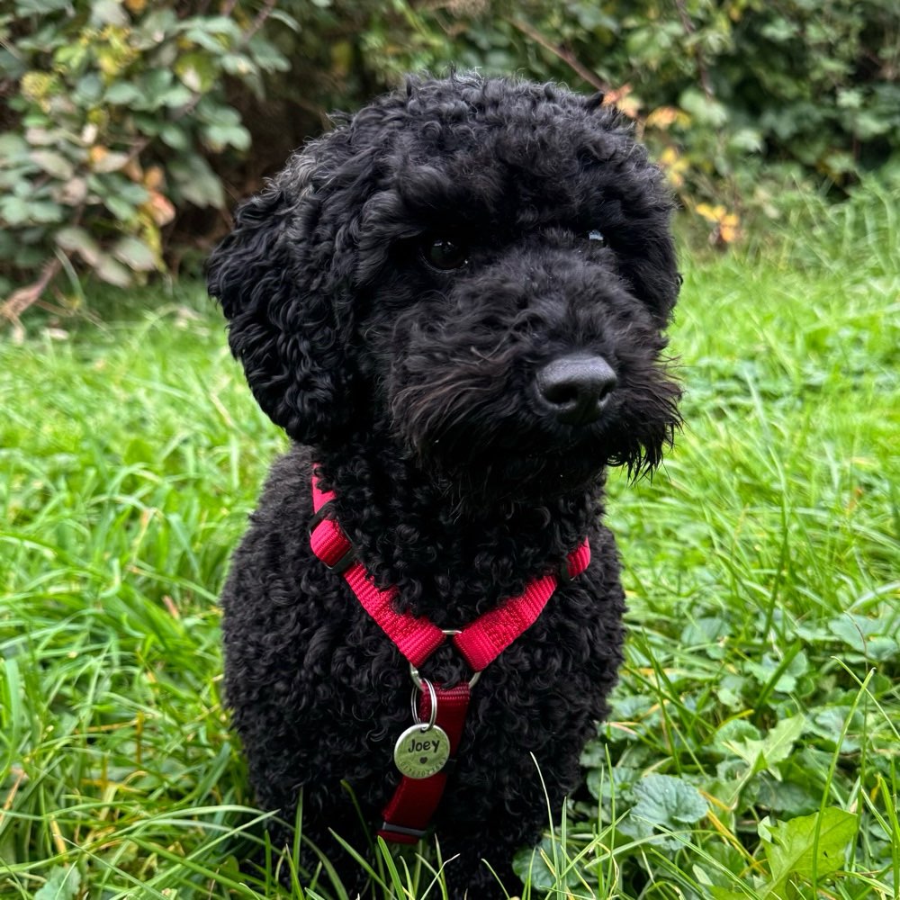 Hundetreffen-Gemeinsame Gassirunden im Rhein-Main-Gebiet 🐶-Profilbild