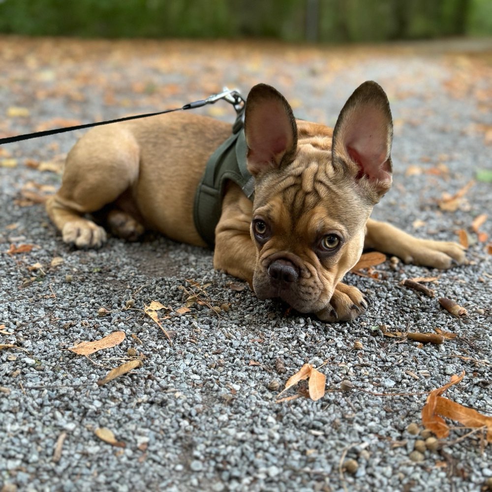 Hundetreffen-Kleine bis mittelgroße Hundetreff-Profilbild